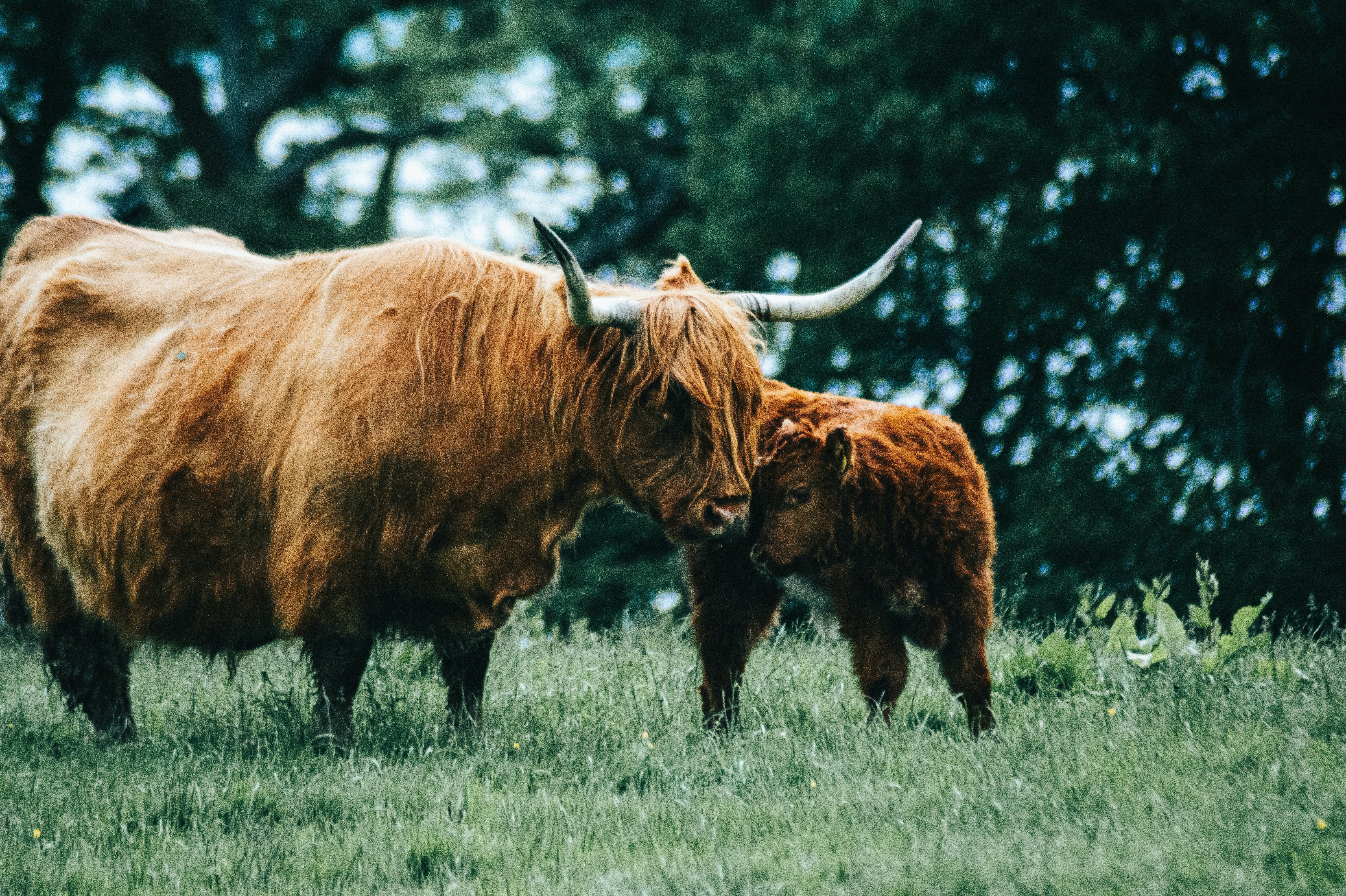 Hochlandrind mit Kalb