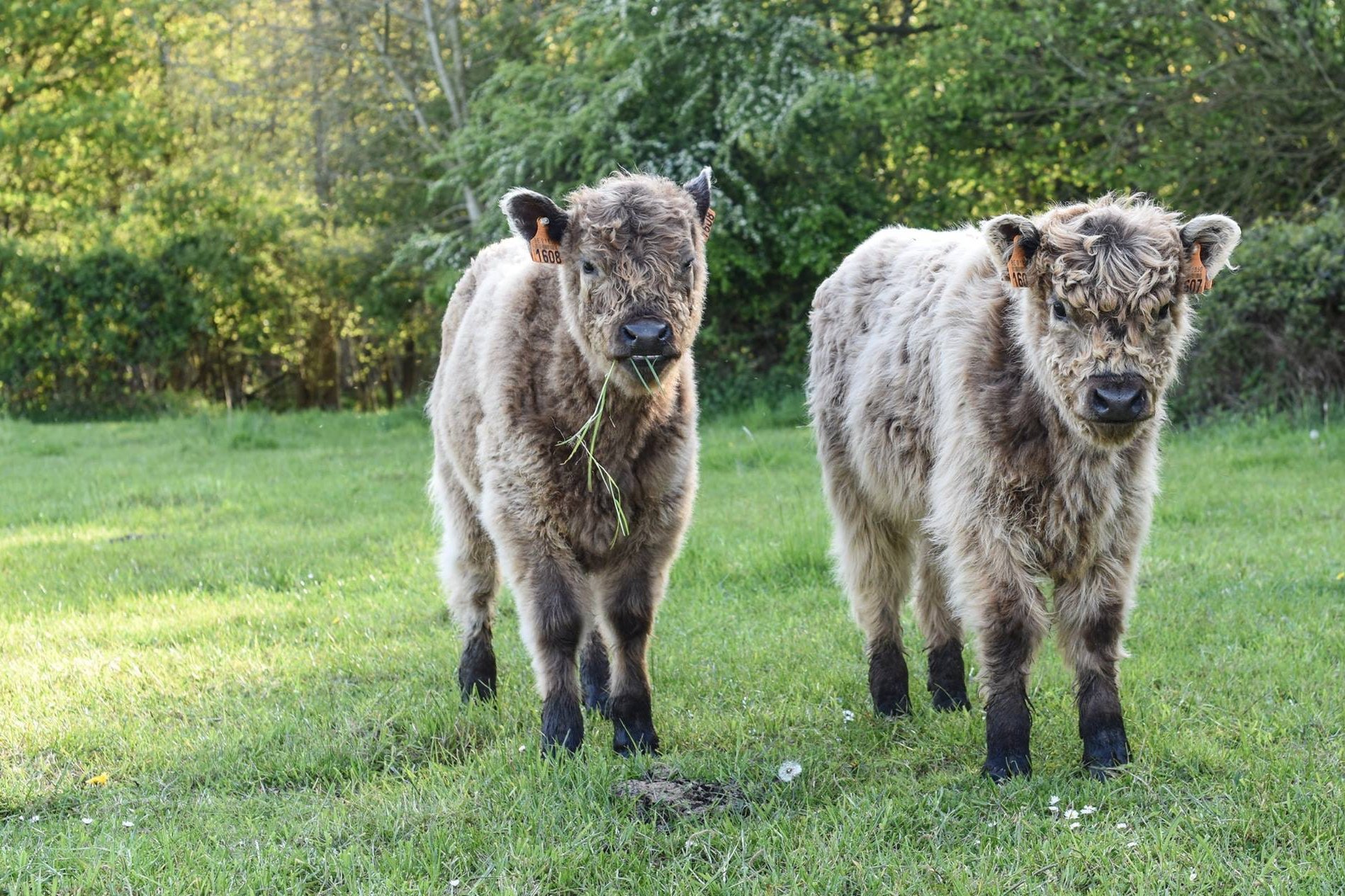 Hochlandrind Kälber